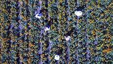 河北圍場金蓮花采摘忙