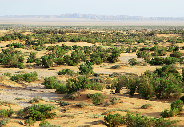 【長篇通訊】塞罕壩，京城綠色屏障的前世今生
