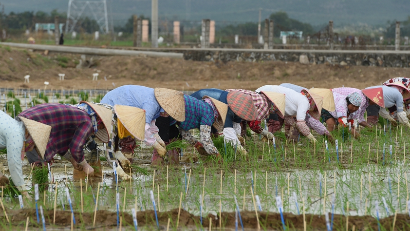 海南農墾:農業“國家隊”打贏改革“翻身仗”