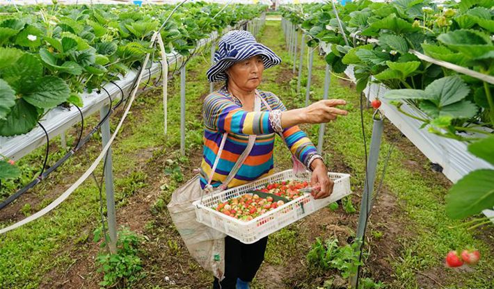 陜西太白：高山農業“小而精”