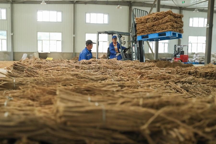 甘肅宕昌:傳統中藥材助脫貧