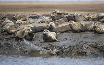 斑海豹洄游棲息遼河入?？? />  
<div>斑海豹洄游棲息遼河入?？?/div>
</a> 
</div>
<div   id=