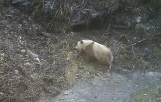 陜西再次發(fā)現(xiàn)野生棕色大熊貓