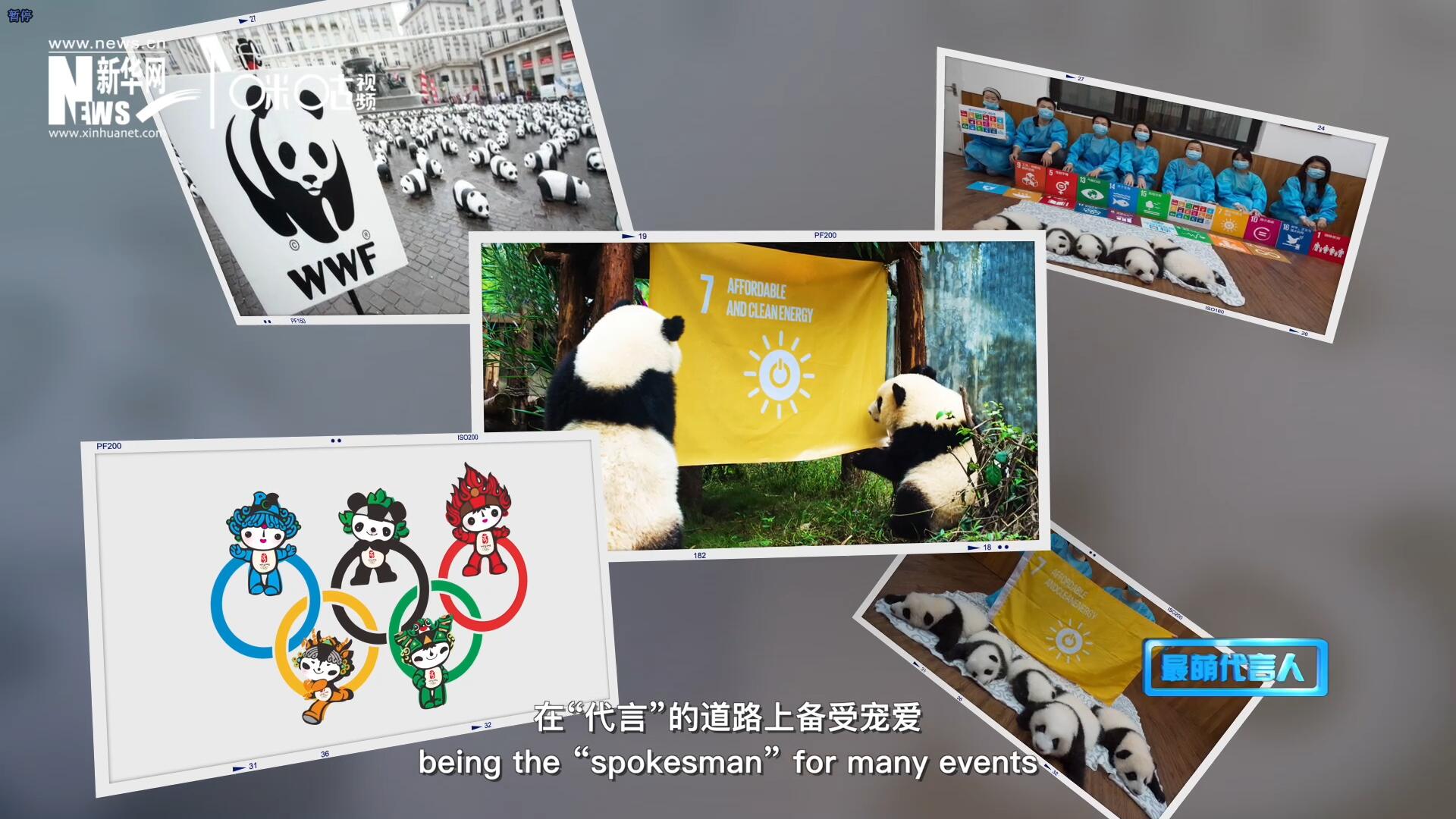 大熊貓在世界各地圈粉無數(shù)，在“代言”的道路上備受寵愛。
