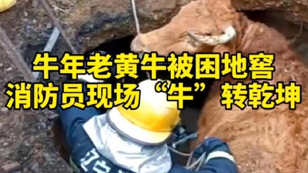 牛年老黃牛被困地窖，消防員現場“牛”轉乾坤！