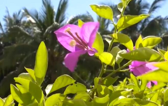 海南：超40℃！多市縣發布高溫預警