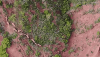 “象”往何方？ 象群正翻山南行 當地有序疏散群眾