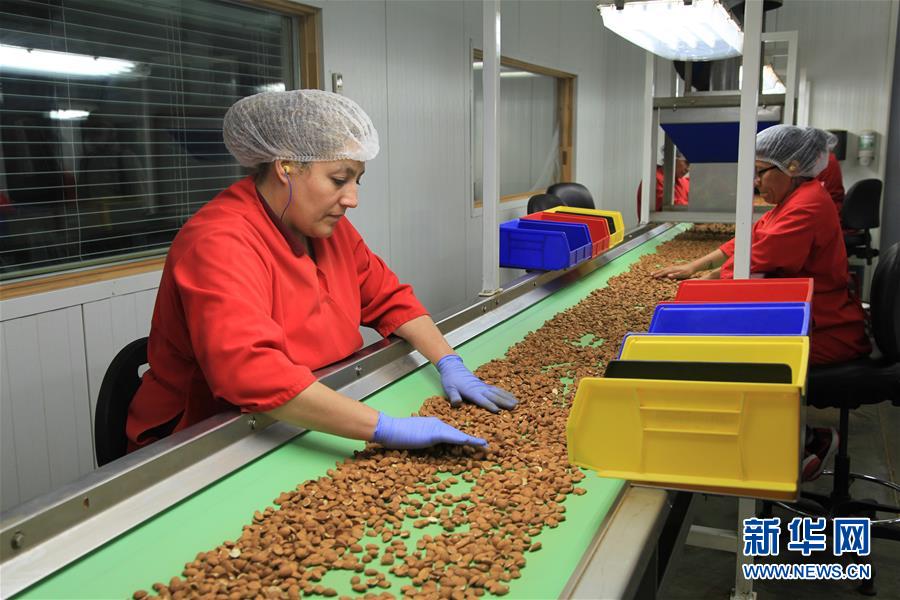 (國際·圖文互動)(1)加州巴旦木種植業(yè)農(nóng)民期待中美早日消除貿(mào)易摩擦