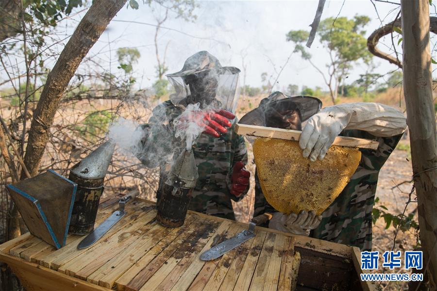 （國際·聚焦進口博覽會·圖文互動）（4）通訊：贊比亞蜂蜜企業欲借進博會開拓中國市場