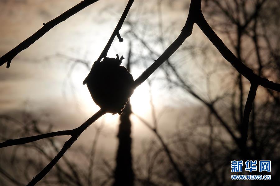 （國際·圖文互動(dòng)）（10）一場山火，讓這個(gè)冬天格外冷——探訪美國加州山火災(zāi)區(qū)