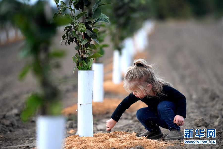 (國際·圖文互動)(10)“這些樹寄托著我們對中國市場的信心”——探訪美俄勒岡州榛子果農