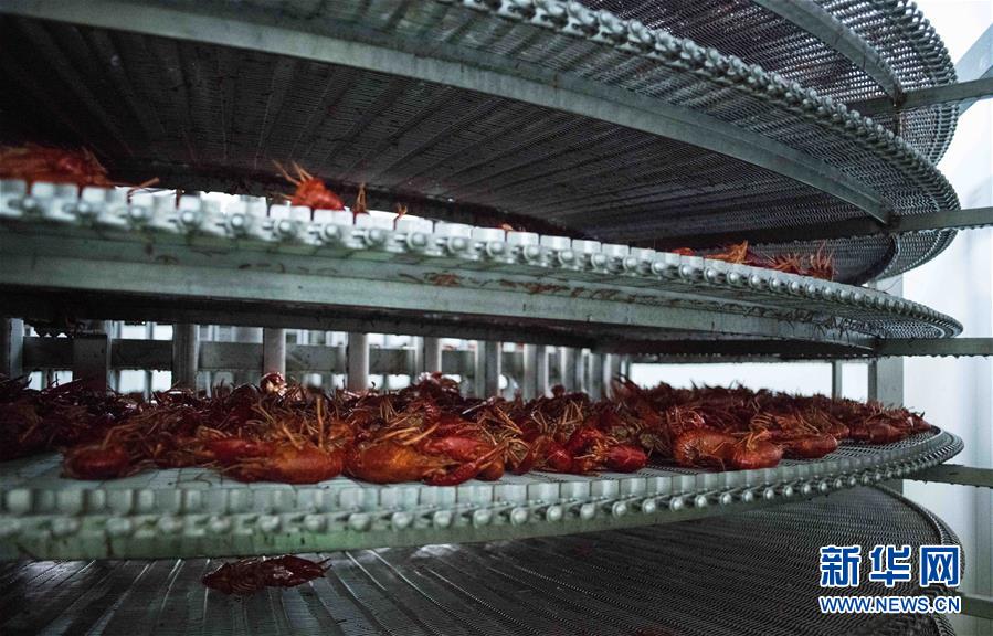 (國際·圖文互動(dòng))(12)從尼羅河畔到中國餐桌——一只“洋”小龍蝦的36小時(shí)旅程