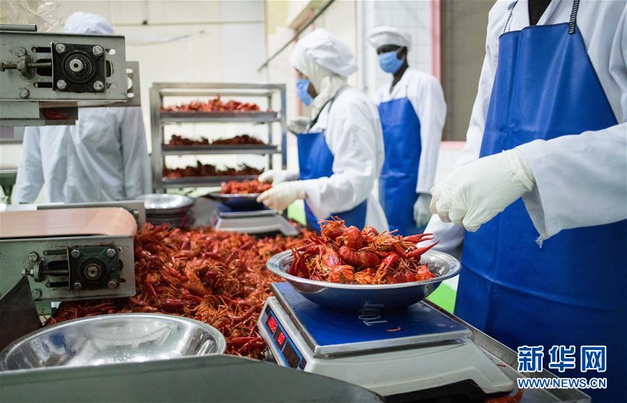 (國際·圖文互動(dòng))(9)從尼羅河畔到中國餐桌——一只“洋”小龍蝦的36小時(shí)旅程