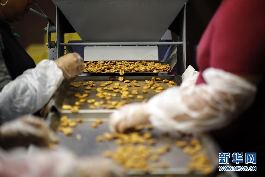 (國際·圖文互動)(8)通訊:期待美中盡早達成貿易協議——颶風和關稅夾擊下的美國山核桃種植戶盼重回中國市場