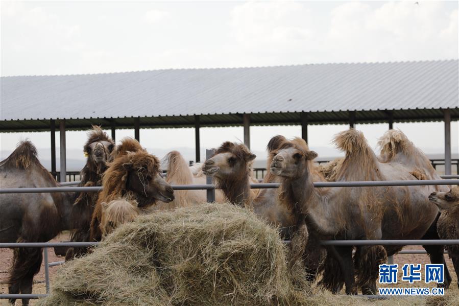 (國際·圖文互動)(1)從“先遣隊”到“正規軍”——哈薩克斯坦駱駝奶粉入華記