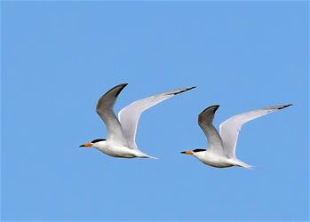 特寫(xiě)：“神話之鳥(niǎo)”的“閩江口舞步”